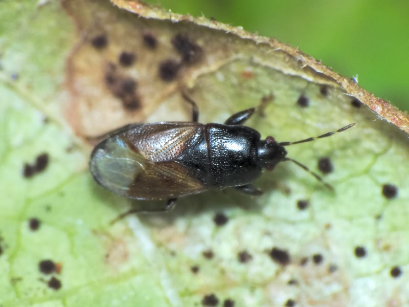 Plinthisus longicollis Fieber, 1861